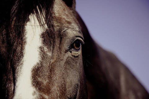 Horse as spirit animal