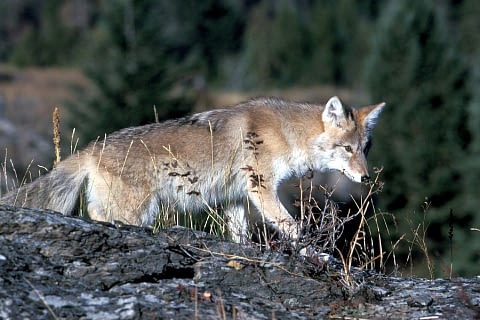 Coyote as spirit animal
