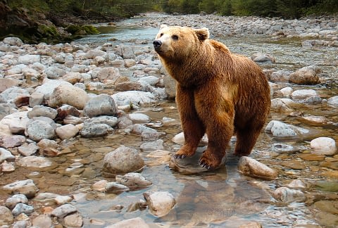 Brown Bear as spirit animal