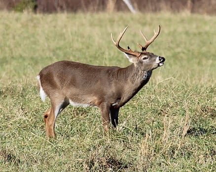 Deer hunting season
