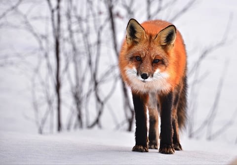 fox as spirit animal