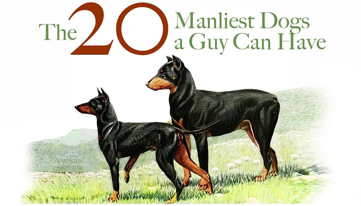 top 10 manly dogs